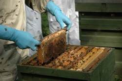 National Beekeeping Centre Wales